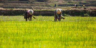 Madagascar, women working on rice fields